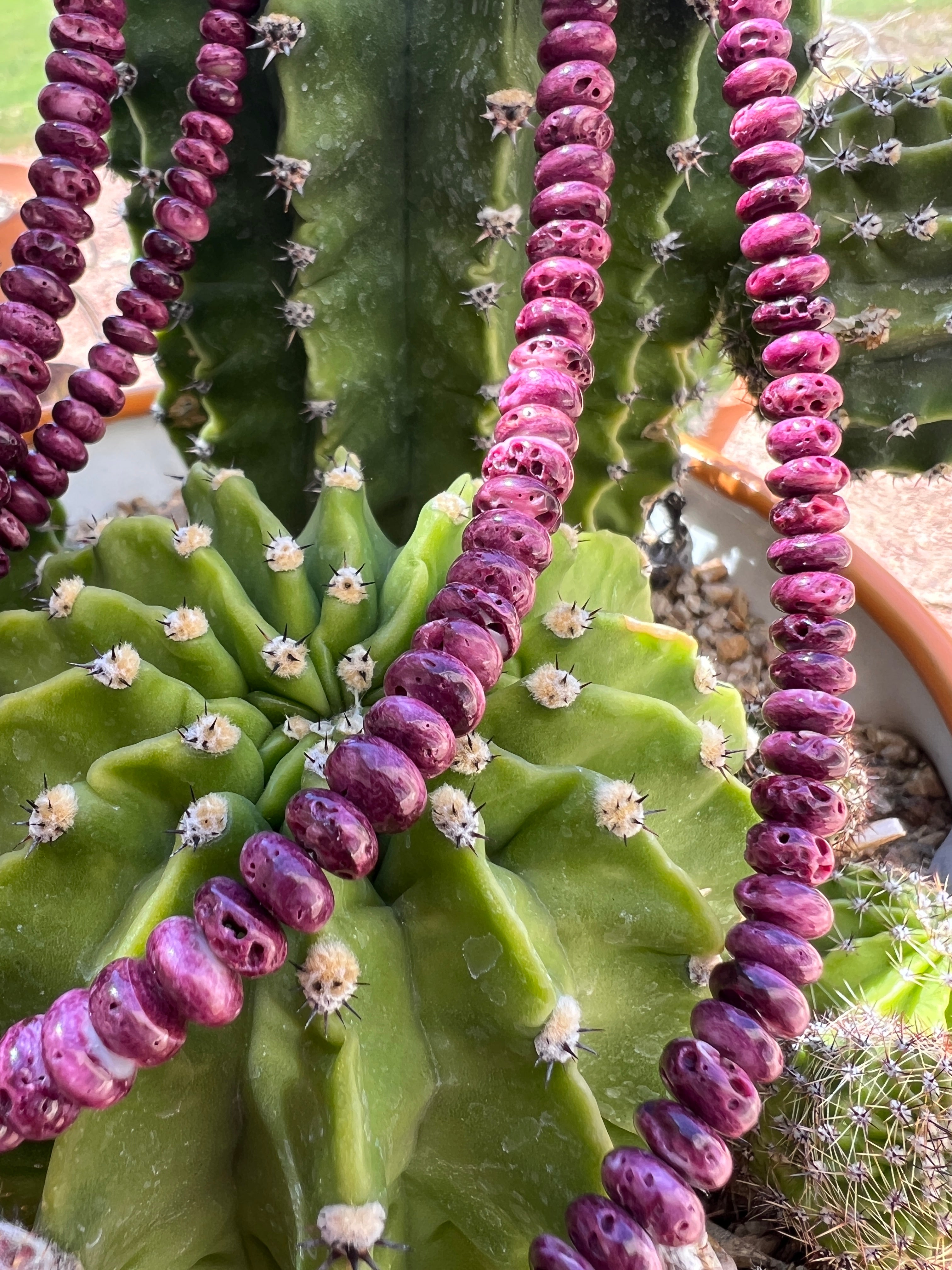 Purple Spiny Oyster Shell Long Graduated Necklace