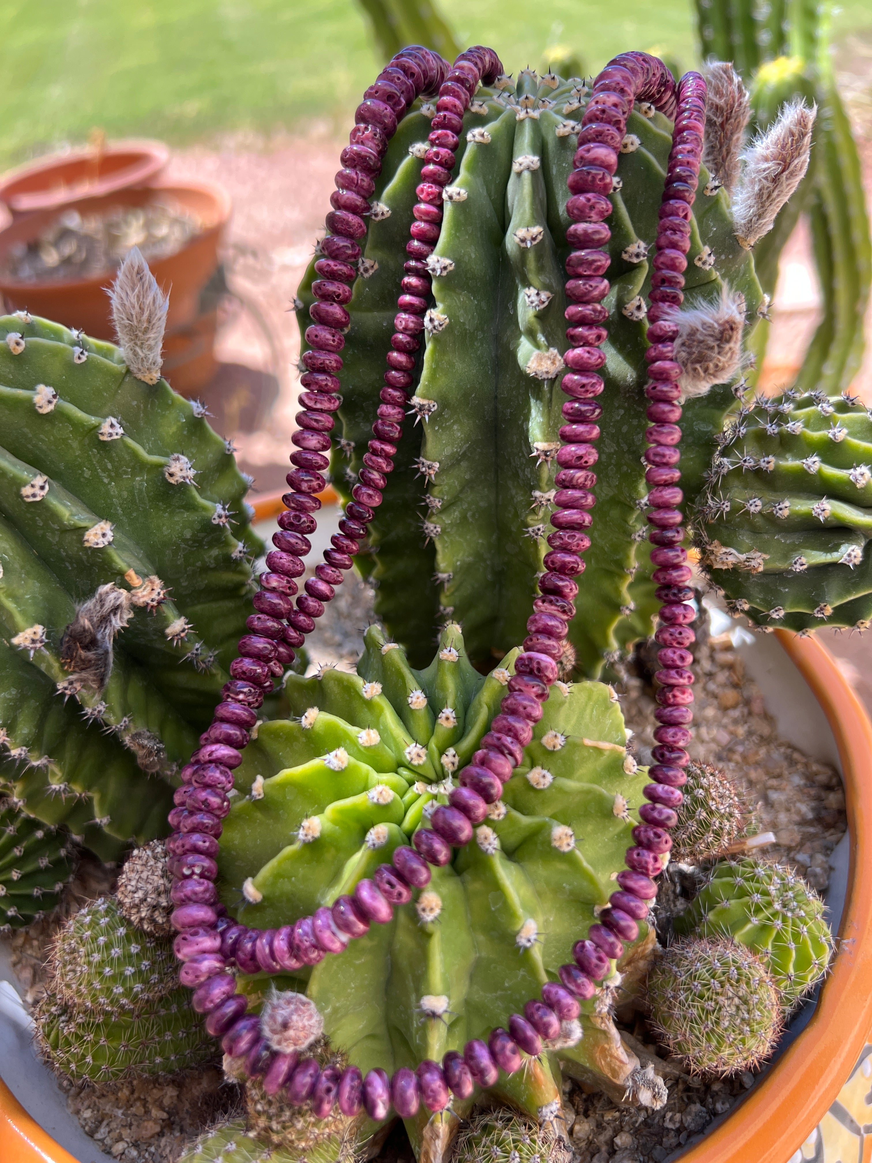 Purple Spiny Oyster Shell Long Graduated Necklace