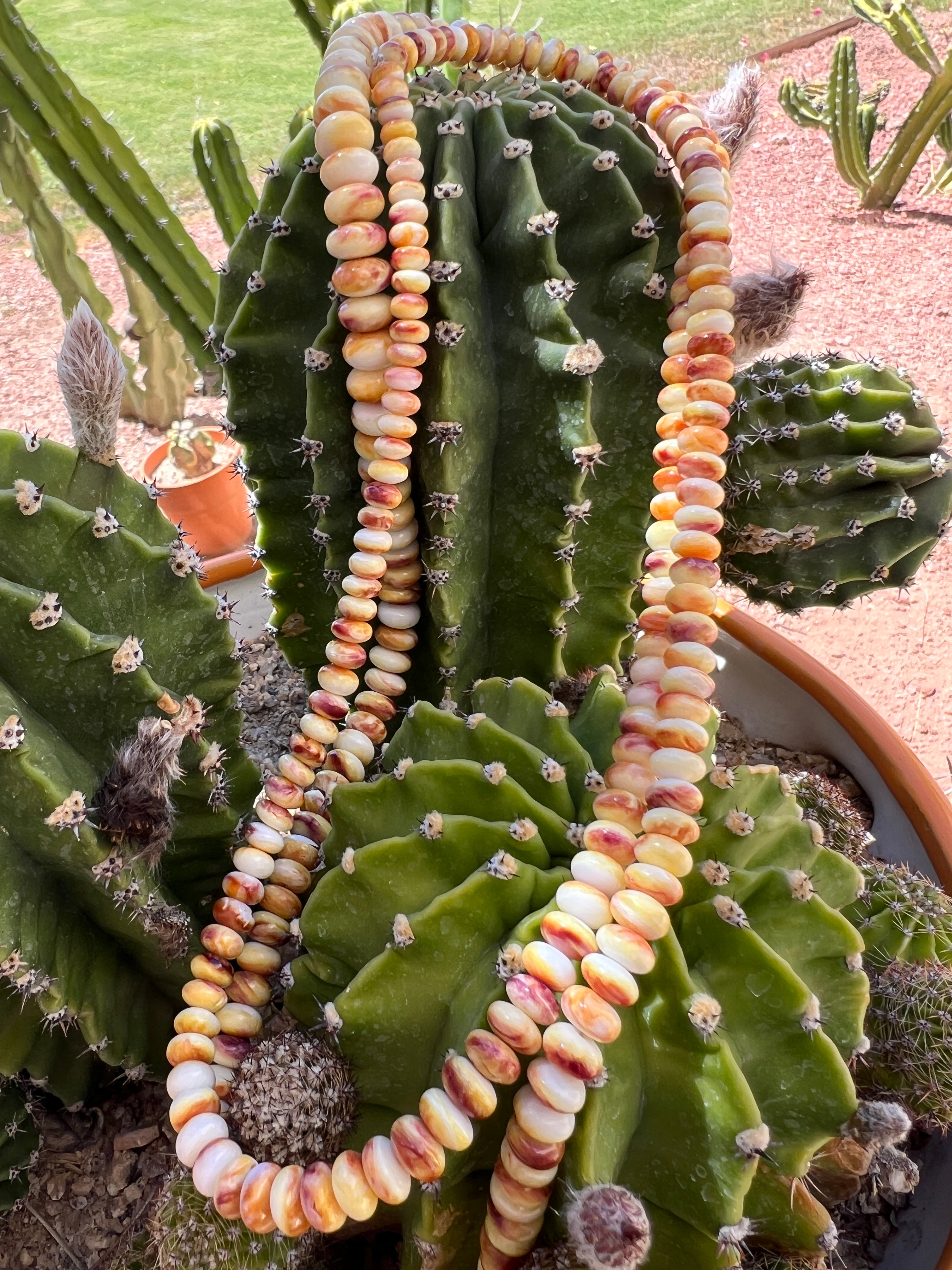 Long Yellow Spiny Oyster Graduated Necklace