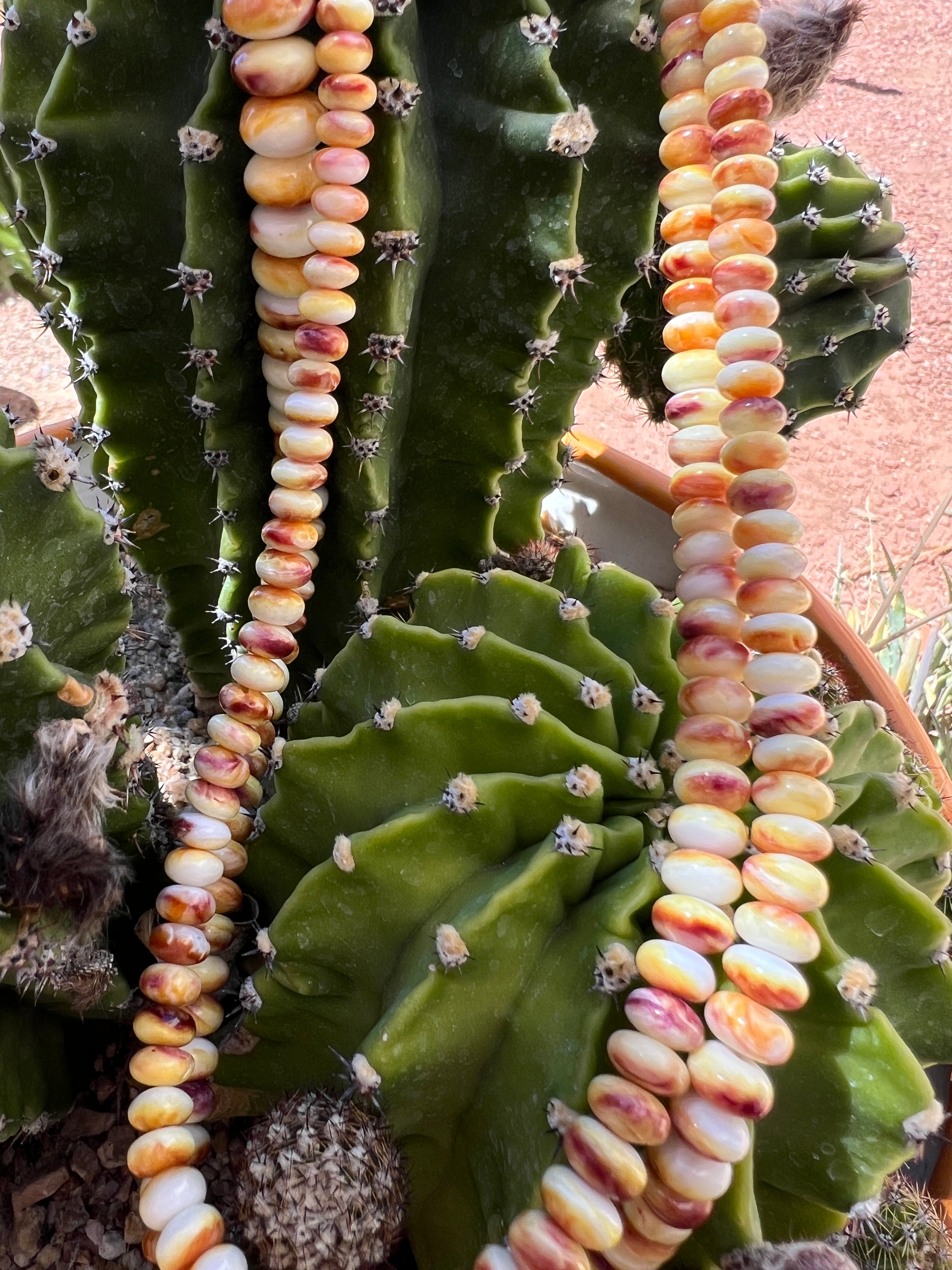 Long Yellow Spiny Oyster Graduated Necklace