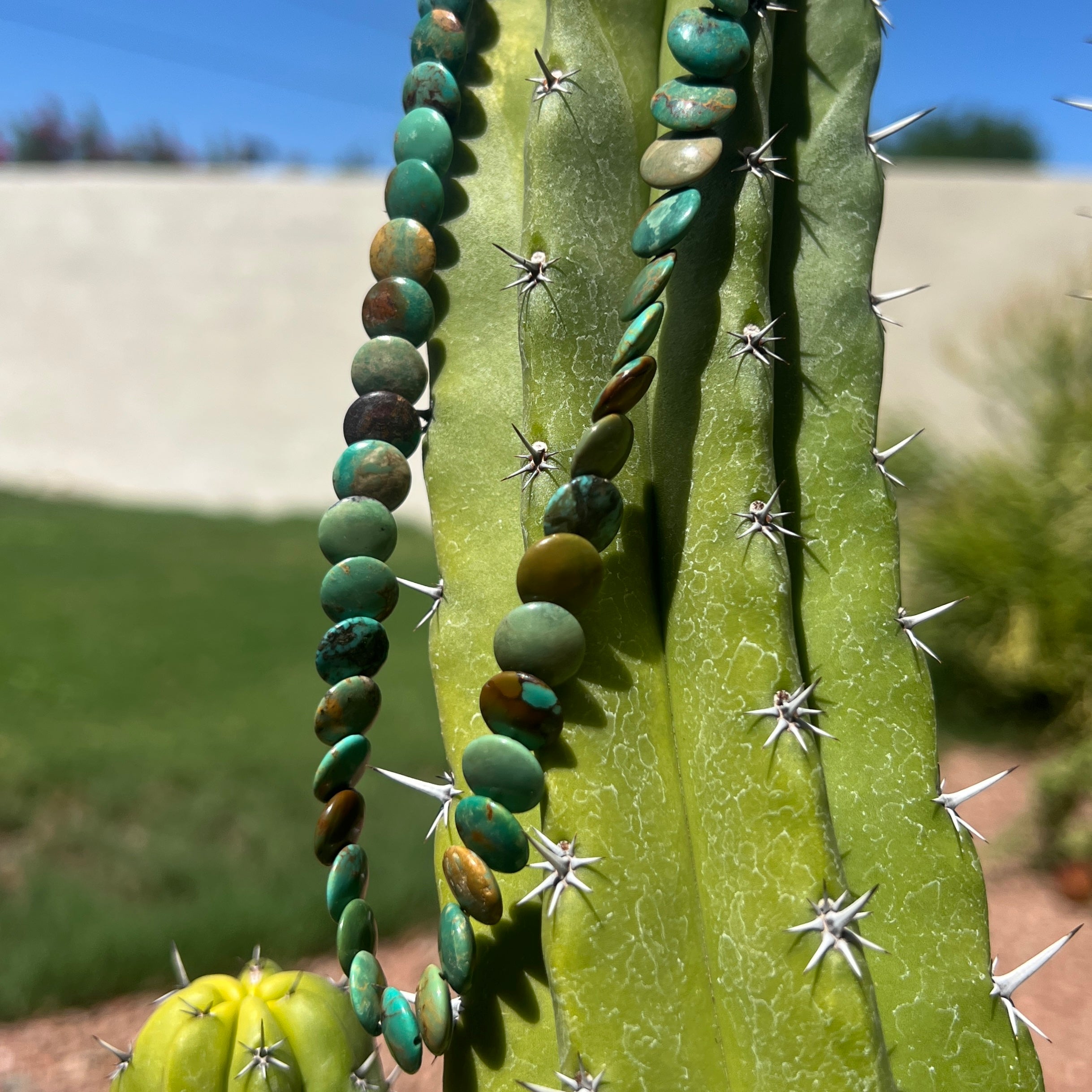 Rare Royston Disc Turquoise Necklace Santo Domingo
