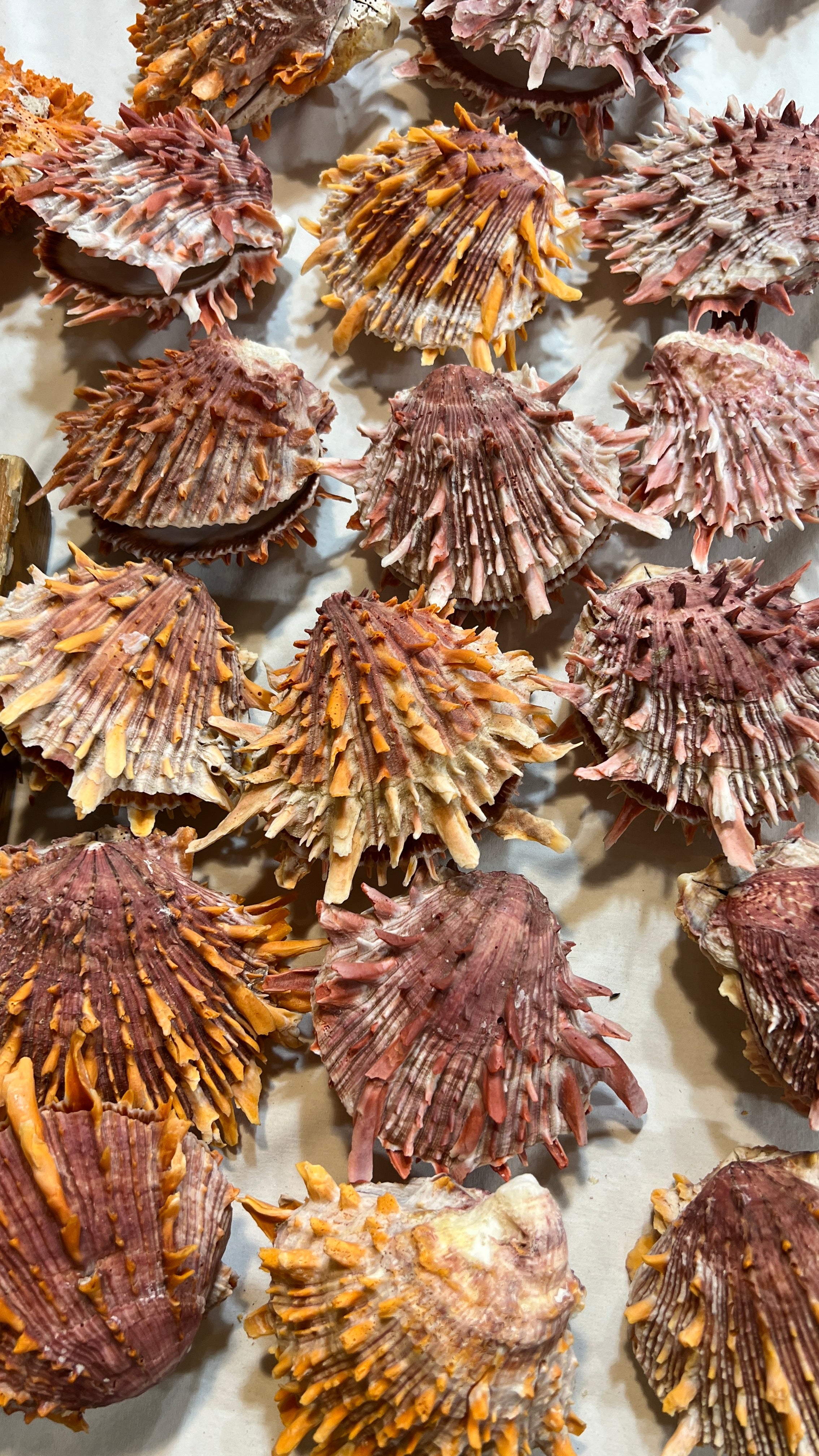 Orange and Red Spiny Oyster, Turquoise, and Silver Kokopelli Necklace Santo Domingo