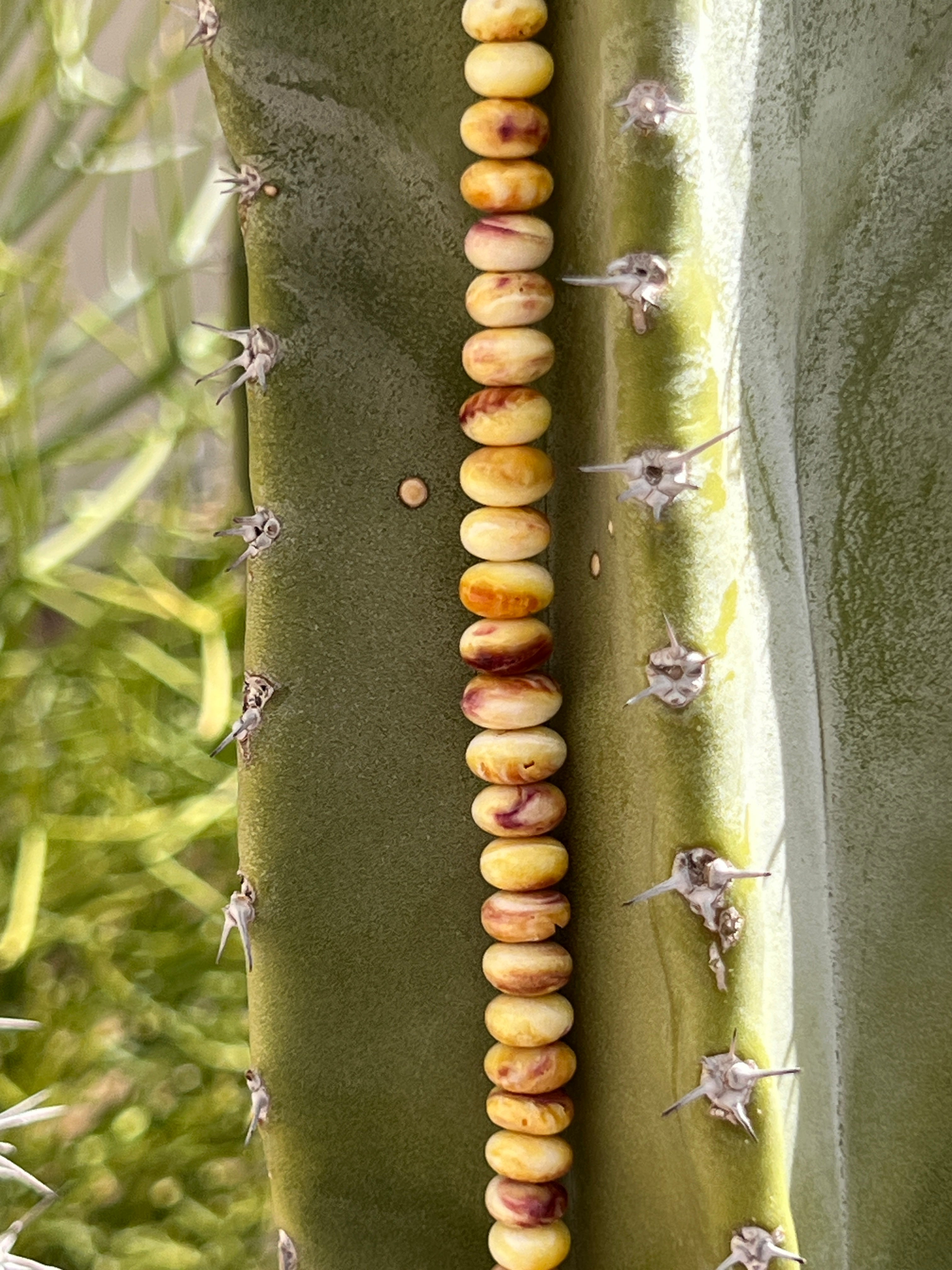 Yellow Spiny Oyster Shell Graduated Necklace