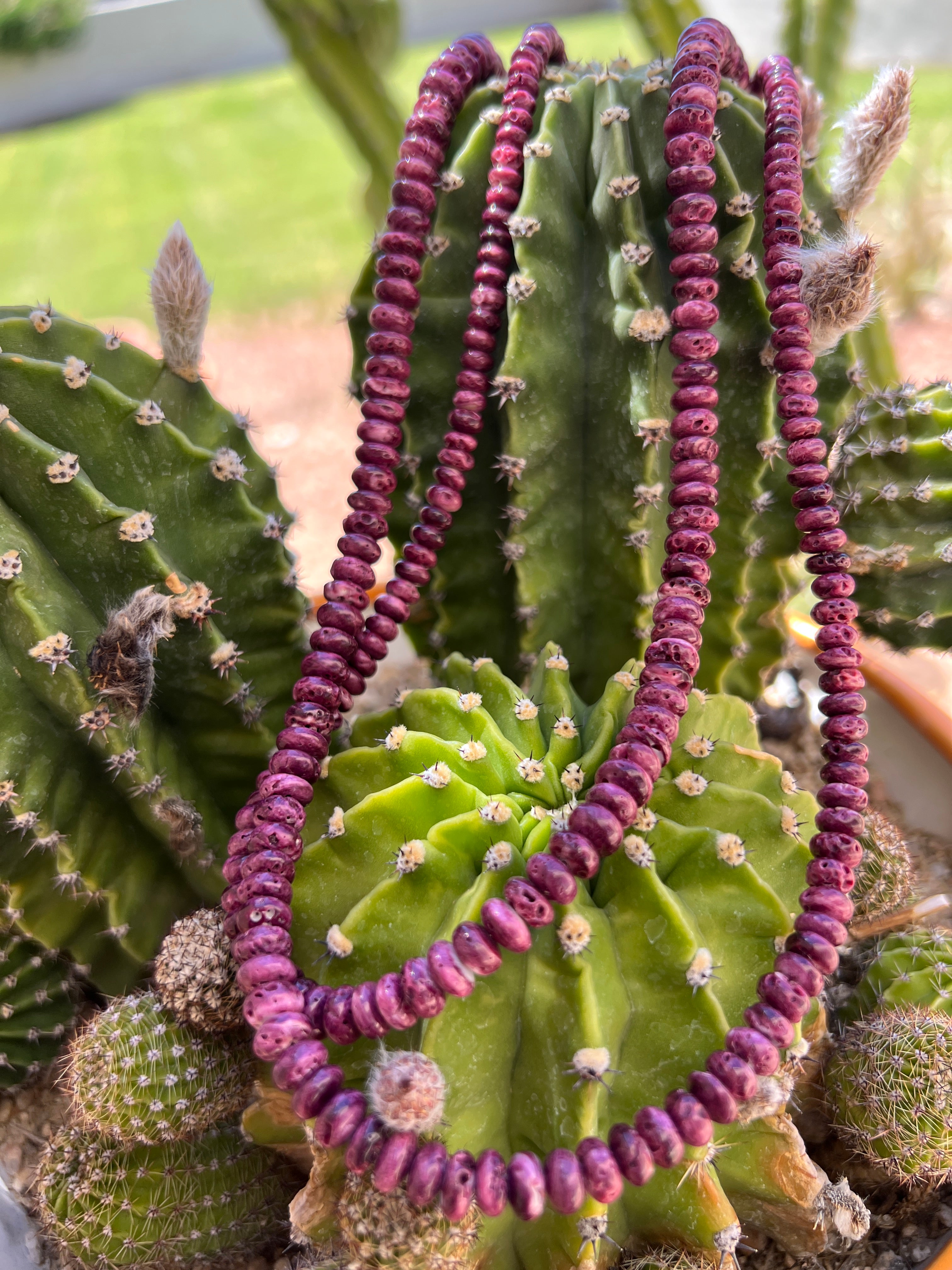 Purple Spiny Oyster Shell Long Graduated Necklace