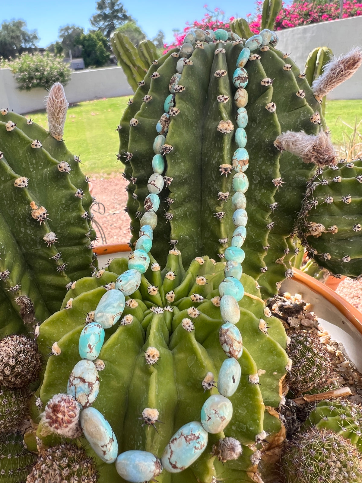 Exotic Rare Golden Hill Turquoise Graduated Necklace