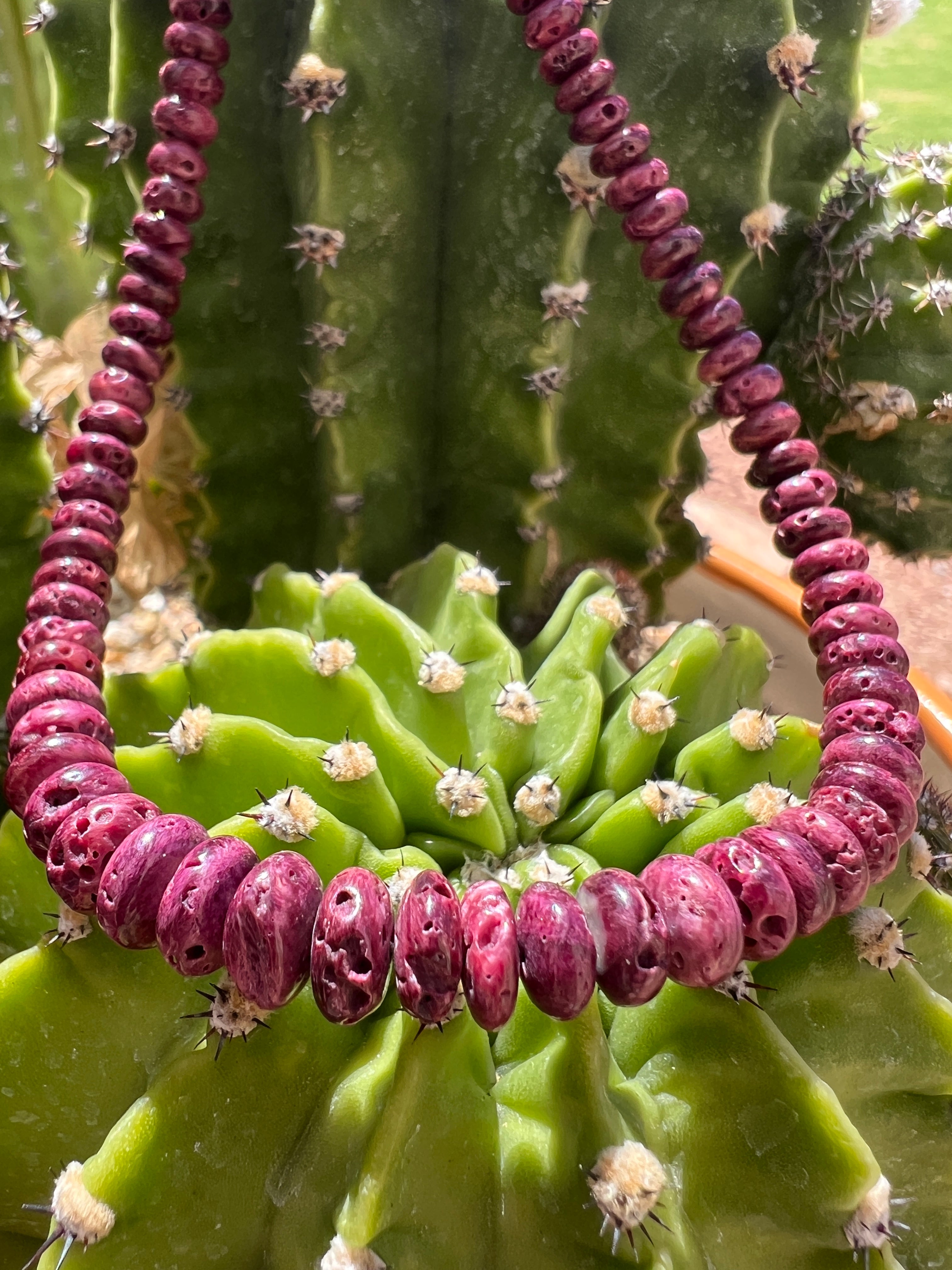 Rare Purple Spiny Oyster Shell Graduated Necklace